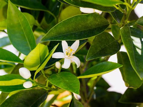 Lemon Tree Flowers Smell 14 Things Nobody Tells You About Indoor