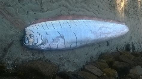 Strange ‘doomsday Fish Captured Just Hours Before Devastating