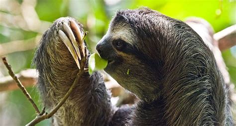 Three Toed Sloths Are Even More Slothful Than Two Toed Sloths Science