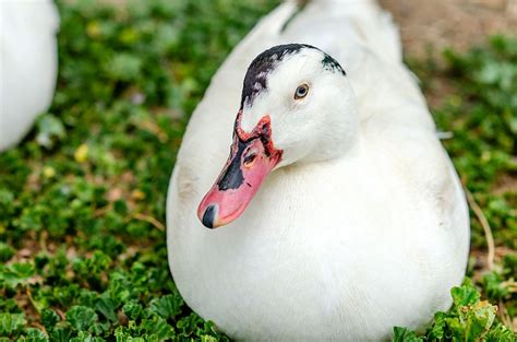 Mulard Moulard Duck Pictures Facts Uses Origins And Characteristics