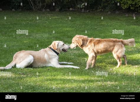 Two Friendly Dogs On Grass In House Backyard Stock Photo Alamy