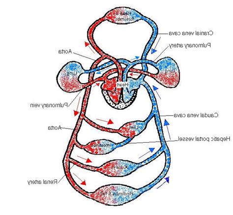 Circulatory System Diagram Unlabeled ClipArt Best