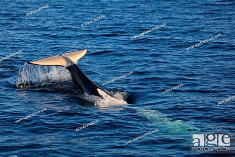 Killer Whale Orcinus Orca Off Malcolm Island Near Donegal Head In The