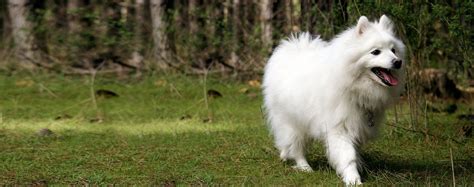 Top Activities For A Japanese Spitz - Wag!