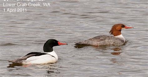 Northwest Nature Notes Mergansers The Toothy Ducks