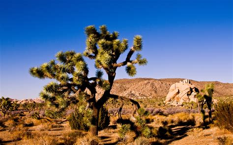 Free Download Earth Joshua Tree National Park Wallpaper 1920x1200 For