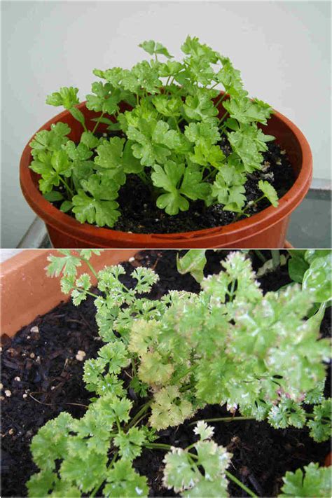 We did not find results for: Indoor Herb Garden Ideas: 10 Herbs You Can Grow Indoor ...