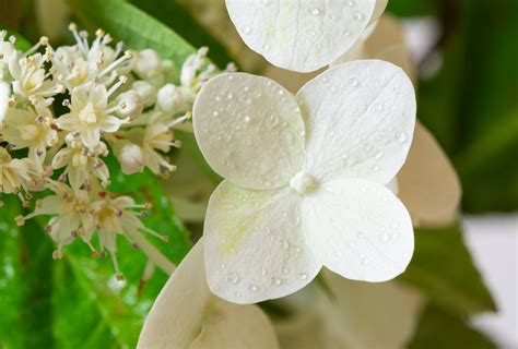 Chelseaboy played joe exotic, envy peru played patty brard, janey jacké played anny schilder, ma'ma queen played ryanne van dorst , miss abby omg played michella kox , and sederginne played mega mindy. Rispenhortensie Mega Mindy® - Hydrangea paniculata Mega ...
