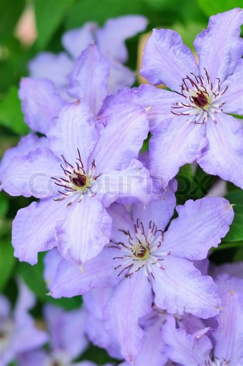We've compiled a list of 62 types of purple flowers below. Light Purple Clematis Flowers | Stock Photo | Colourbox