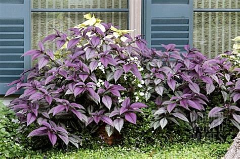 The shrub has a nicely rounded shape and has never burned when the big canine boys relieve themselves on it. 17 Best images about PLANTS IN MY YARD on Pinterest ...