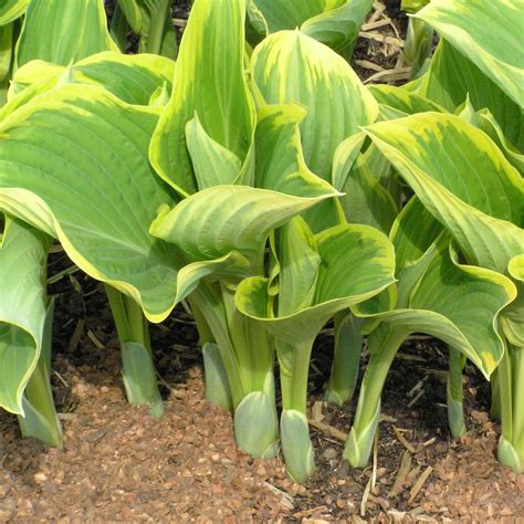 Buy hosta 'cracker crumbs' from bowden hostas Hosta, Sagae - TheTreeFarm.com