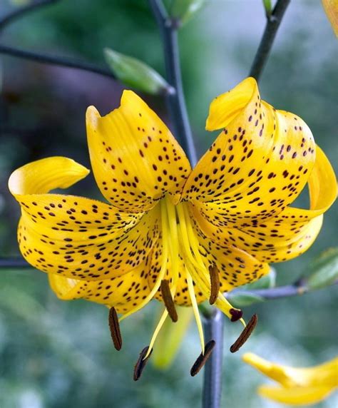 Citronella Tiger Lily Lilium Leichtlinii 2 Bulbs 1416 Cm Golden Yellow Bulb Flowers