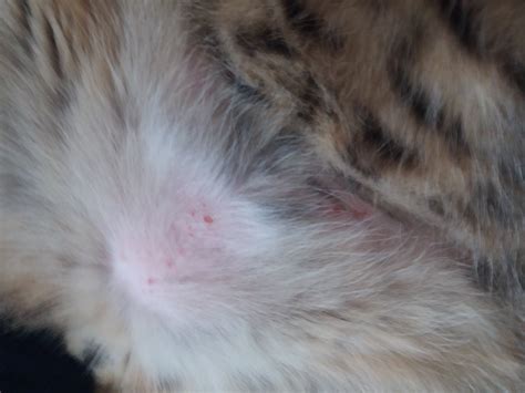 Cats Skin Has Many Red Spots And He Seems Itchy Pictures Thecatsite
