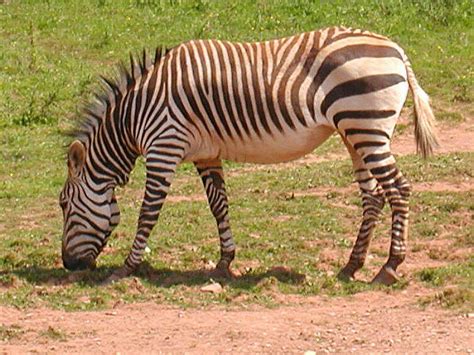 Mountain Zebra Equus Sp Wiki Image Only