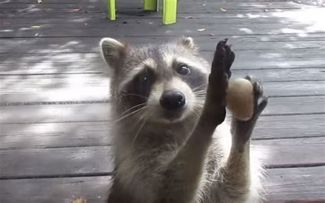 Clever Raccoon Has The Most Ingenious Way Of Getting Human Best Friends