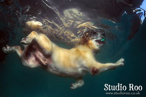 Amazing Underwater Dog Photography