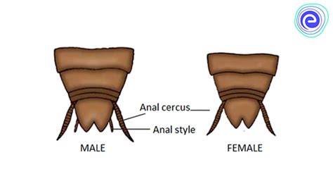 Reproductive System Of Cockroach Anatomy Male And Female System