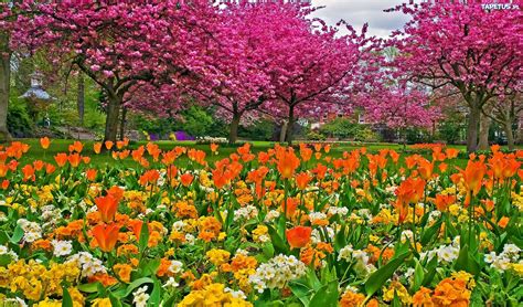 Park Tulipany Kwitnące Drzewa Wiosna