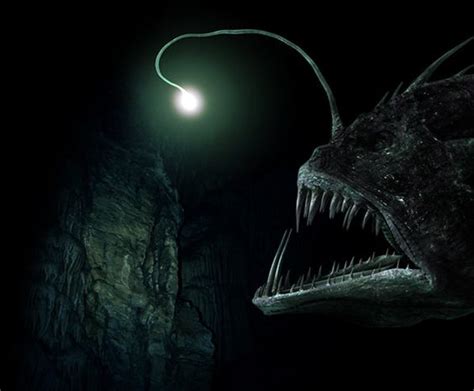 Top 10 Fangtooth Fish Characteristics That Have Helped It Survive