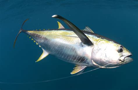Indian Ocean Tuna Stocks Still In Danger Of Collapse Ngos Warn Blue Marine Foundation