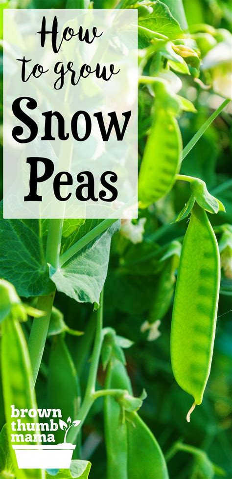 Wash the shelled peas well and drain the water completely. How to Plant & Grow Snow Peas in 2020 | Growing snow peas ...