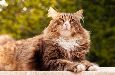 Sementara untuk anak kucing maine coon di bawah satu tahun, berikan makanan yang diformulasikan khusus untuk anak kucing, baik makanan namun, dugaan yang lebih meyakinkan, kucing maine coon merupakan galur kucing domestik berbulu pendek dan kucing skandinavia. Tips Memilih Kucing Maine Coon yang Bagus dan Berkualitas ...