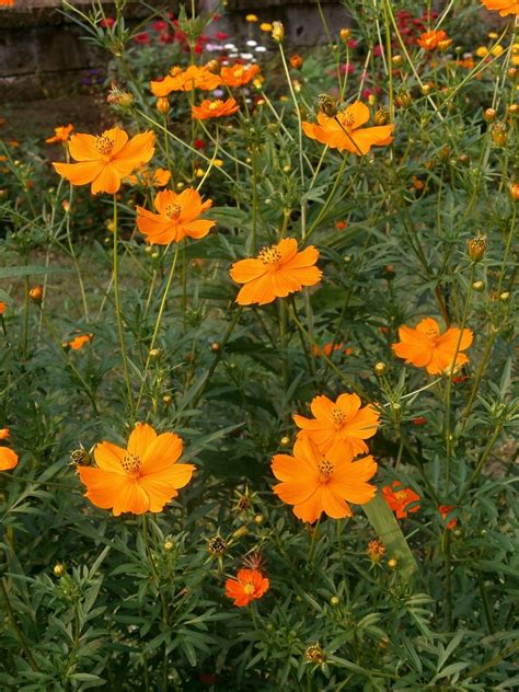 40 Seeds Cosmos Sulphur Orange Drought Tolerant Annual Bright Flowers