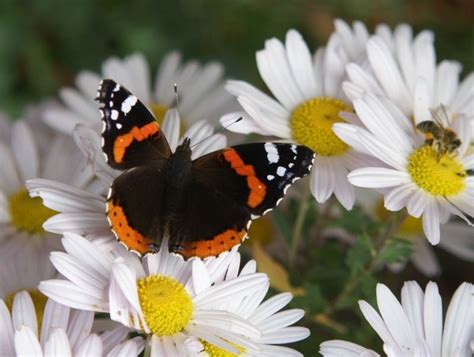Ihre körpertemperatur ist der jeweiligen außentemperatur angepasst. Schmetterling (Admiral) im Garten. - Tier-fotos.eu