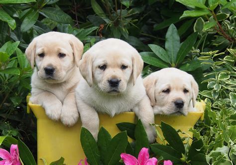 The history of the labrador retriever dates back to the early 1800s in newfoundland, just off the atlantic coast of canada. Cornerstone Labradors - Home of New Zealand Cornerstone ...