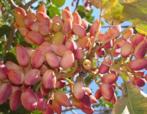 Exotic fruit and vegetables offer a unique opportunity to break away from the apple and watermelon routine and expand your horizon. Unusual Fruits فواكه غريبة image by Dr. Marwan S. Al ...