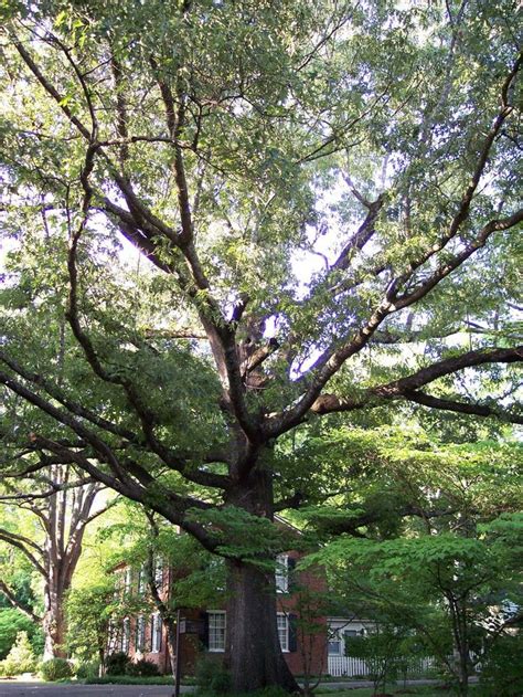 Shade trees, planted in the right location, can help us save energy and money as well. The shade cast by the giant trees onto Mooresville, AL ...