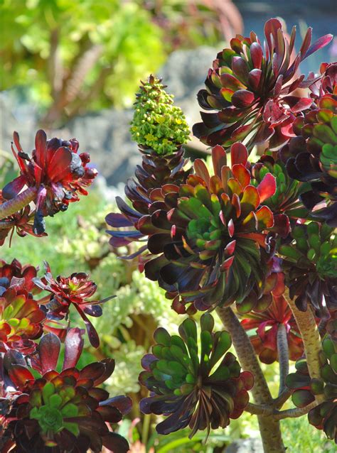Growth technology cactus focus has been specifically formulated for healthy growth and flowering of the widest range of cacti and succulents. colorful Succulents | Colorful succulents