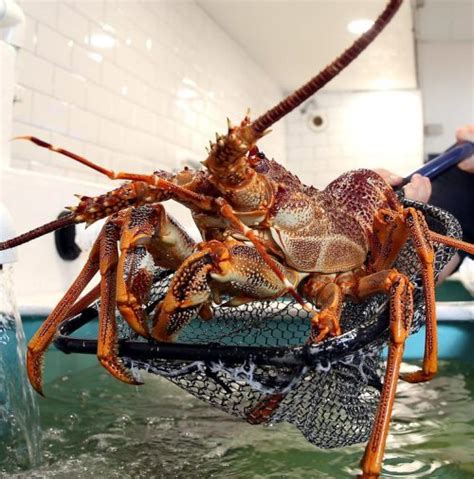South Australia Lobster Sonaturalhk Hong Kong Online Seafood