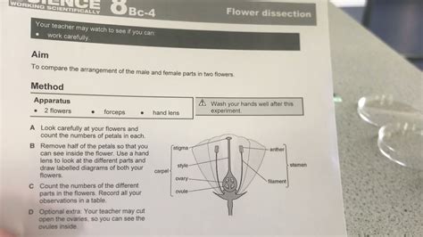 Flower Dissection Plants Lesson 3 8bc4 Youtube