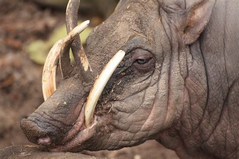 Animais Com Dentes Grandes