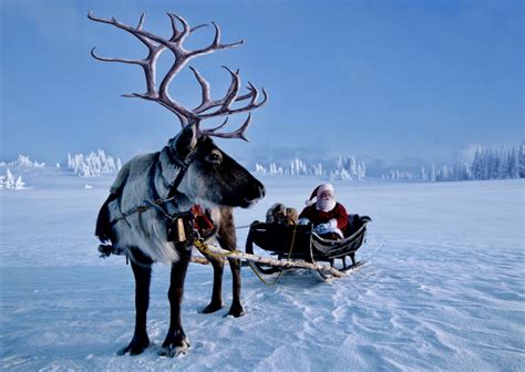 Rudolph And Rest Of Santa’s Reindeer Are All Female Says N S Scientist Globalnews Ca