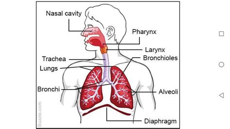 Draw The Flow Chart For Passing Of Air In The Human Respiratorysystem