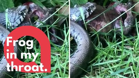 Snake Slowly Regurgitates A Live Toad Swns Youtube