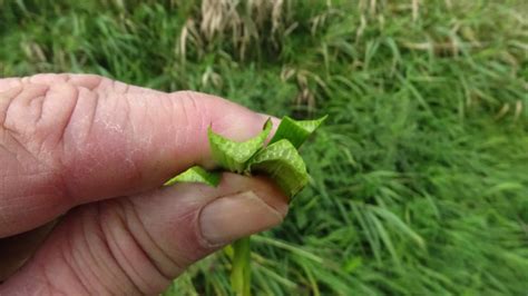 Flora Van Nederland Kleine Egelskop Sparganium Emersum