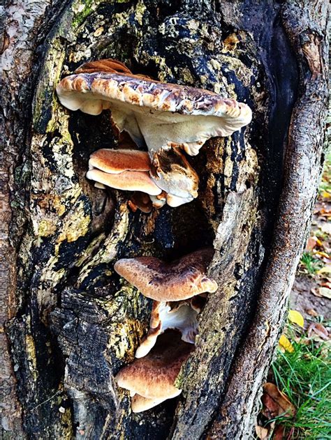 Another Favorite Great Mushrooms Travel Around Michigan Travel