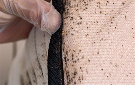 Blog The Trick To Spotting A Bed Bug Problem In Your Eureka Home