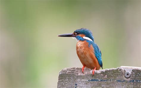 Free Photo Kingfisher Bird Aviary Color Free Image On