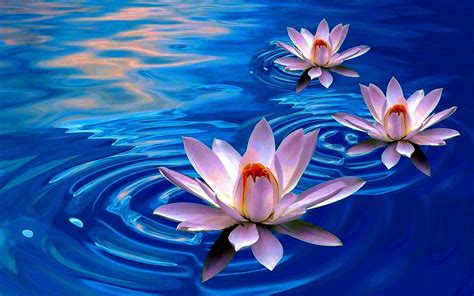 Blue Lotus Buddha Wallpapers Top Free Blue Lotus Buddha Backgrounds