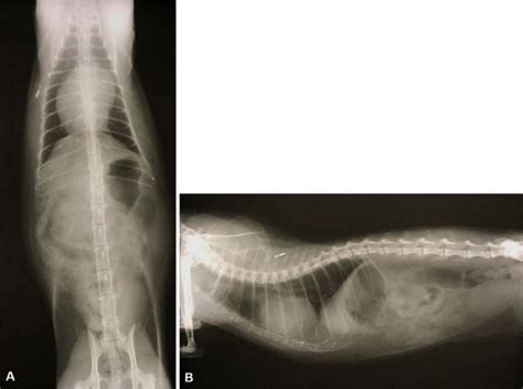 Image Peritoneopericardial Diaphragmatic Hernia Cat Msd Veterinary