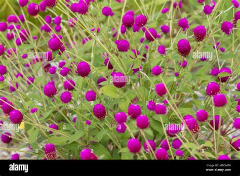 Pink Globe Amaranth Flower On Naturel Background Stock Photo Alamy