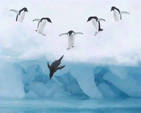 Penguins Jumping Into Water 11x14 Photograph