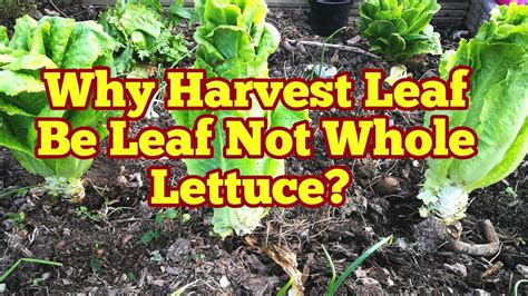 How To Harvest Lettuce For Longer Leaf By Leaf Or Whole Plant No