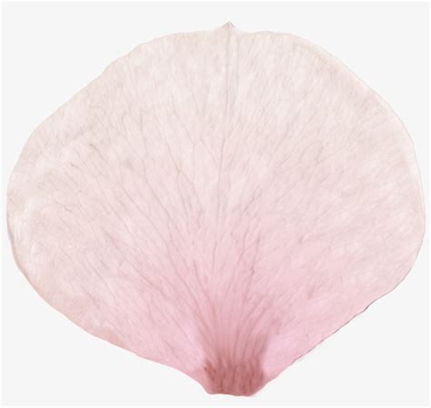 Download Cherry Blossom Petal Png Picture Royalty Free Stock Anthurium Transparent Png
