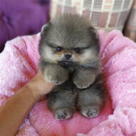 20 Pics Of Chunky Puppies That Look Exactly Like Teddy Bears Dogs Addict