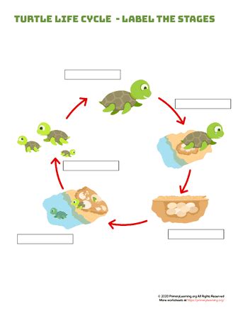 Turtle Life Cycle Label The Stages PrimaryLearning Org